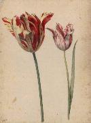 Georg Flegel Two Tulips oil